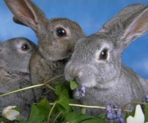 yapboz Üç tavşan